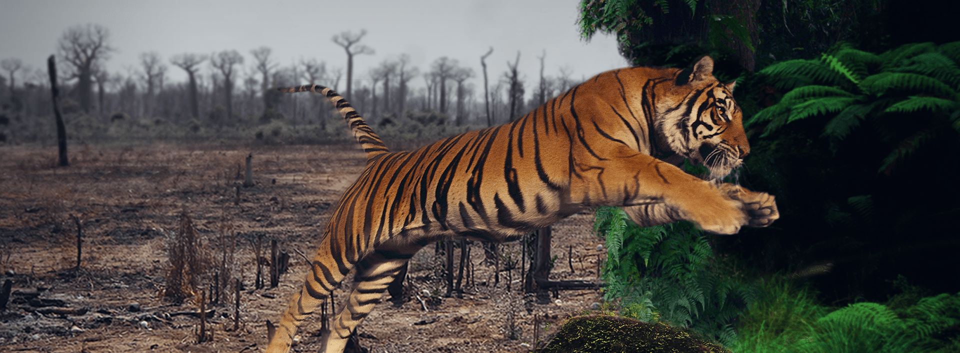 WWF tigre tijger