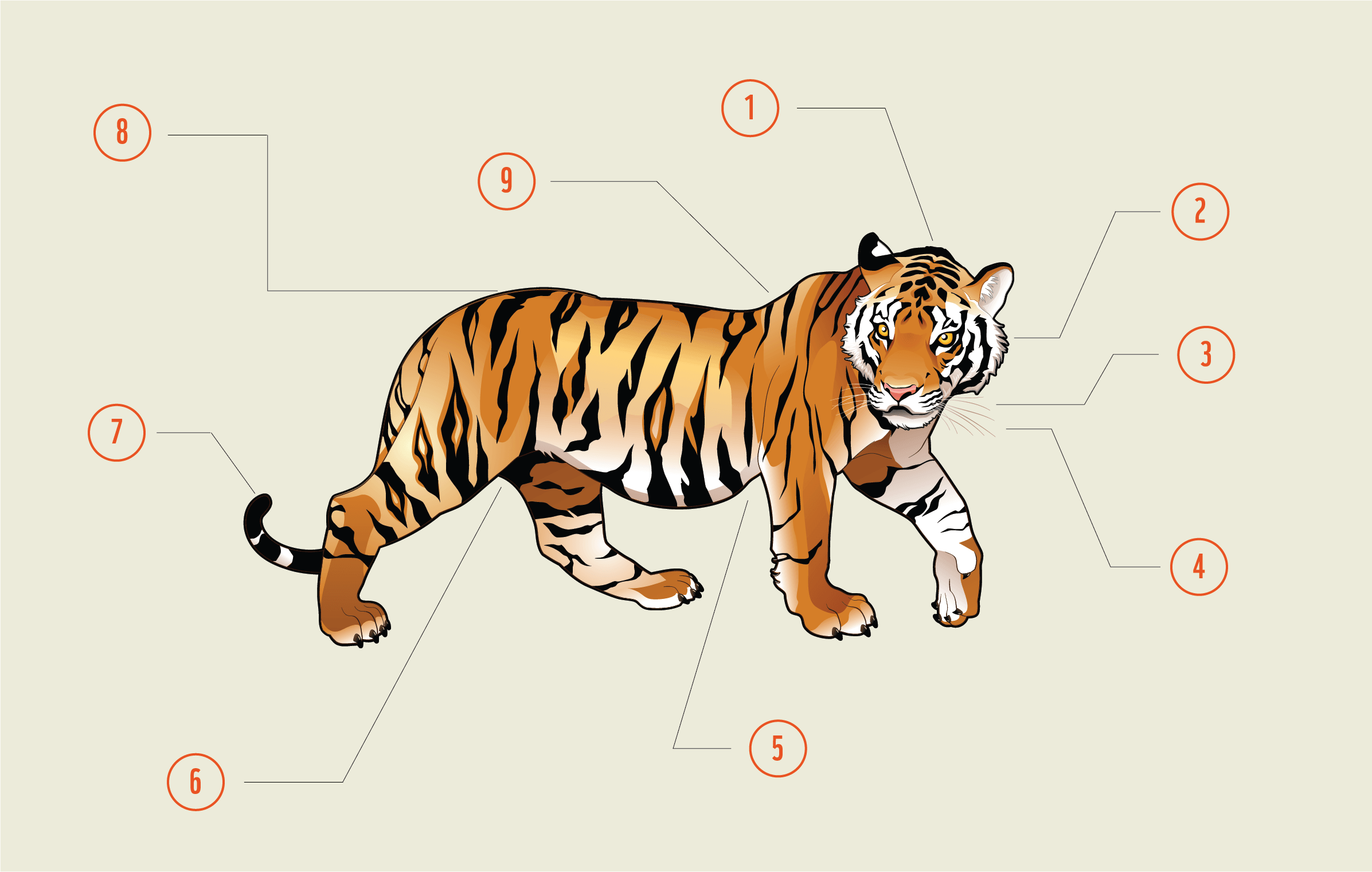 WWF infographie tigre infografiek tijger