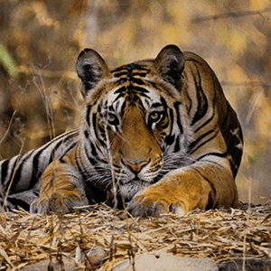 WWF don tigre gift tijger
