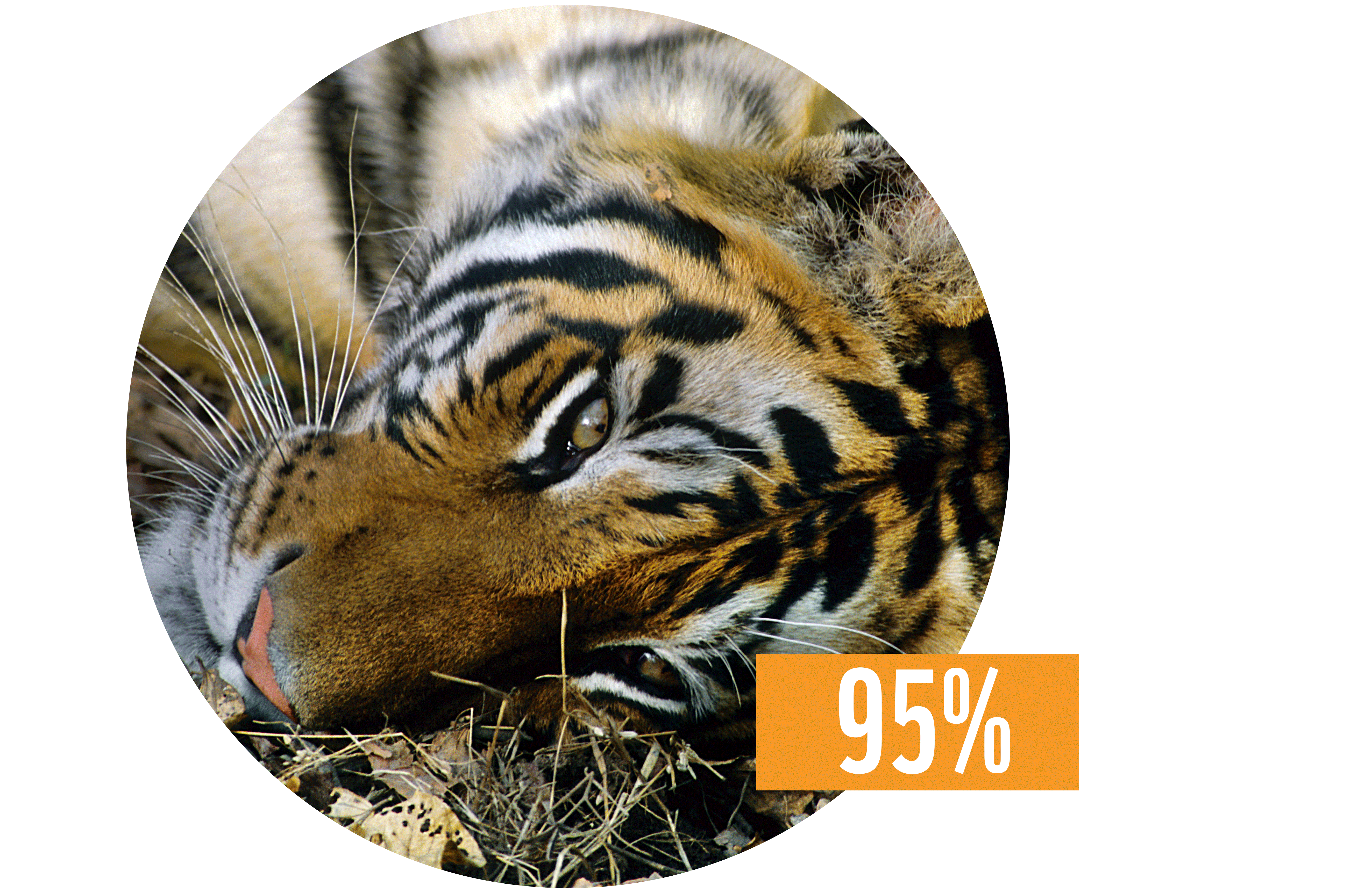 WWF don tigre gift tijger
